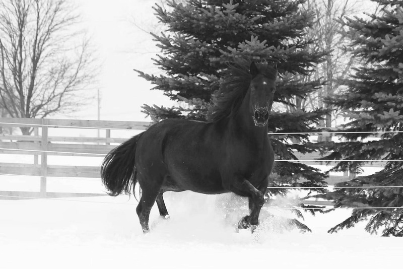 Stunning Accomplished Black Mare And Weanling Colt