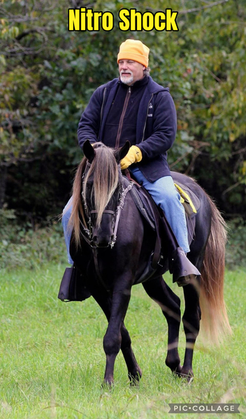 Stunning Accomplished Black Mare And Weanling Colt