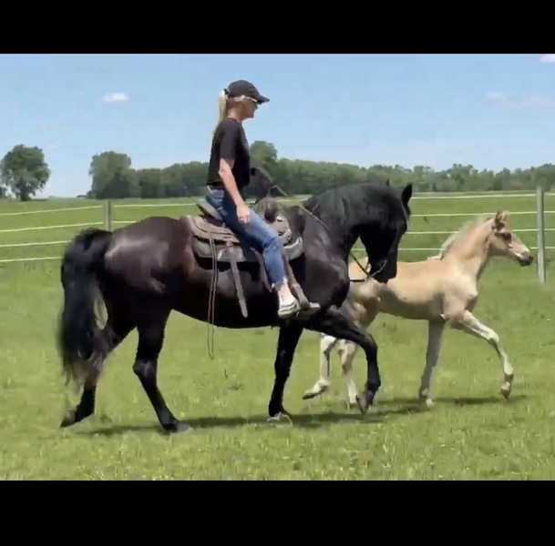 Stunning Accomplished Black Mare And Weanling Colt