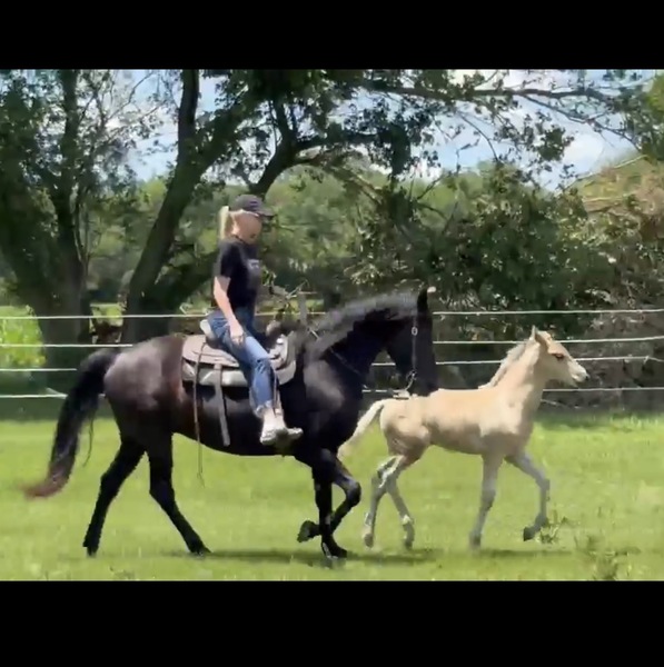 Stunning Accomplished Black Mare And Weanling Colt