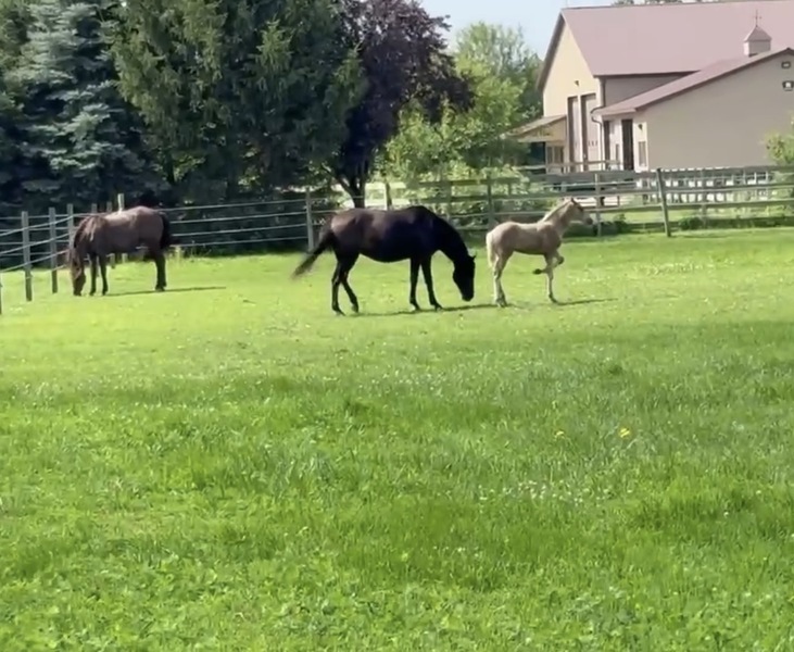 Stunning Accomplished Black Mare And Weanling Colt