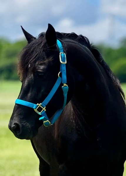Stunning Accomplished Black Mare And Weanling Colt 