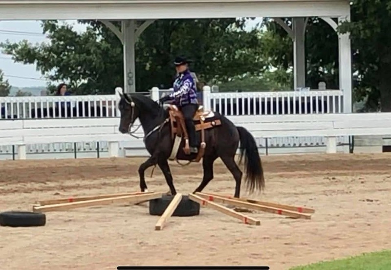 Stunning Accomplished Black Mare And Weanling Colt