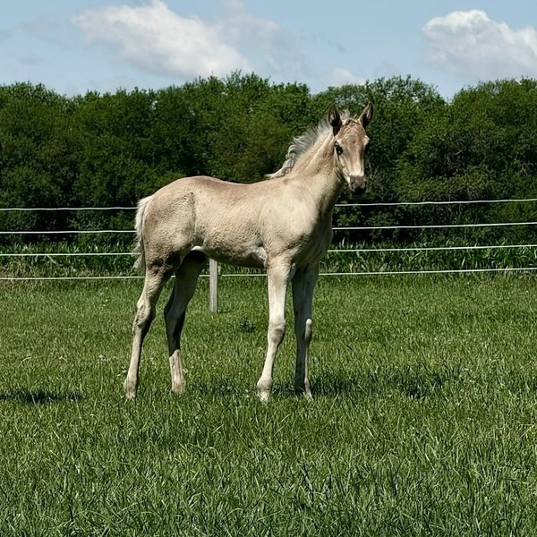 Stunning Accomplished Black Mare And Weanling Colt