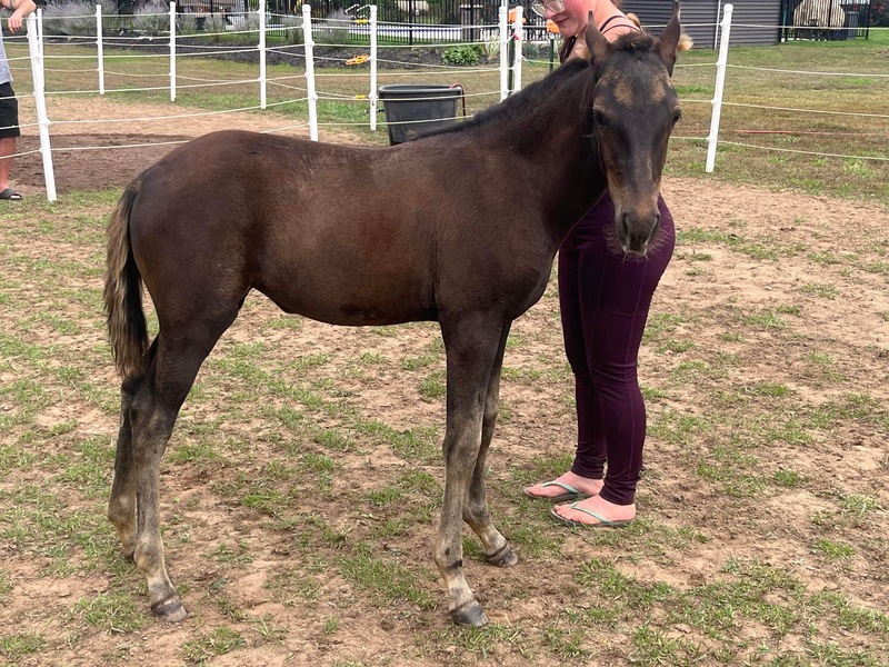 Well Bred Solid Black Filly 