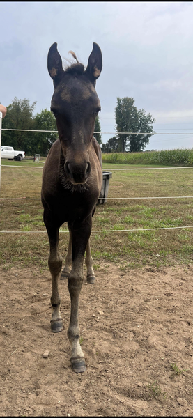 Well Bred Solid Black Filly 