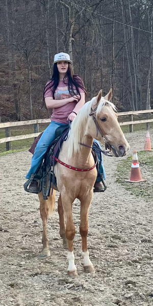  Laid Back 2 Yr Old Palomino Gelding 