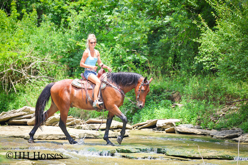 GENTLE, WELL MANNERED, VERSATILE, AND FUN BAY FRIESIAN MORGAN CROSS GELDING, RIDES AND DRIVES