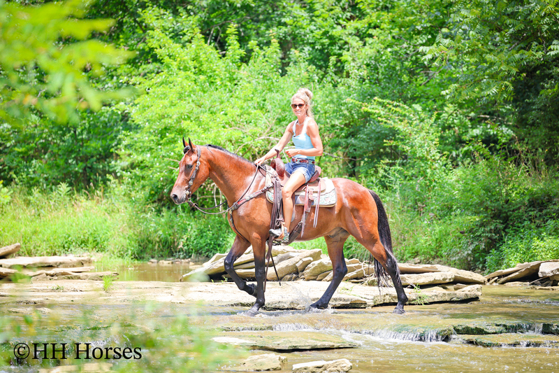 GENTLE, WELL MANNERED, VERSATILE, AND FUN BAY FRIESIAN MORGAN CROSS GELDING, RIDES AND DRIVES