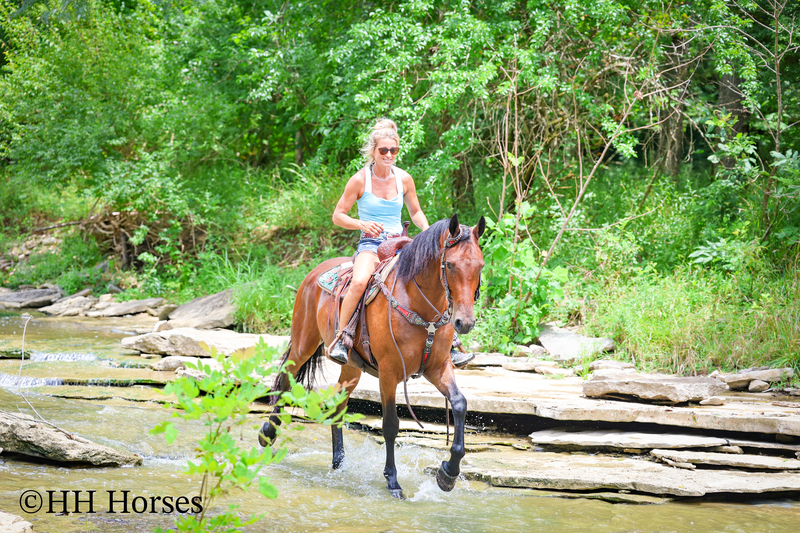 GENTLE, WELL MANNERED, VERSATILE, AND FUN BAY FRIESIAN MORGAN CROSS GELDING, RIDES AND DRIVES