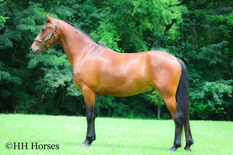 GENTLE, WELL MANNERED, VERSATILE, AND FUN BAY FRIESIAN MORGAN CROSS GELDING, RIDES AND DRIVES