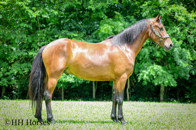 GENTLE, WELL MANNERED, VERSATILE, AND FUN BAY FRIESIAN MORGAN CROSS GELDING, RIDES AND DRIVES