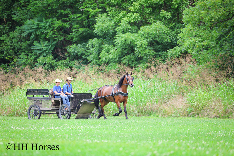 GENTLE, WELL MANNERED, VERSATILE, AND FUN BAY FRIESIAN MORGAN CROSS GELDING, RIDES AND DRIVES