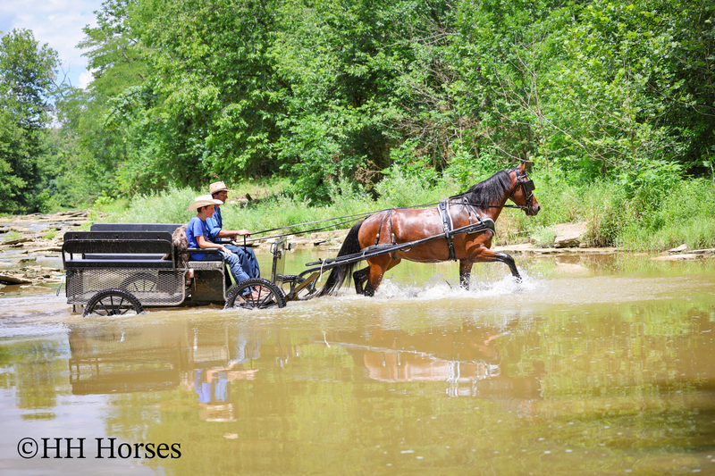 GENTLE, WELL MANNERED, VERSATILE, AND FUN BAY FRIESIAN MORGAN CROSS GELDING, RIDES AND DRIVES