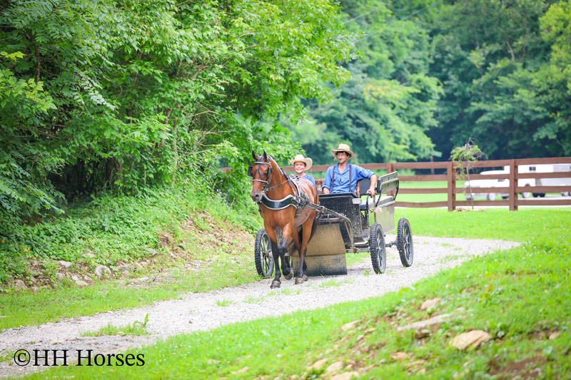 GENTLE, WELL MANNERED, VERSATILE, AND FUN BAY FRIESIAN MORGAN CROSS GELDING, RIDES AND DRIVES