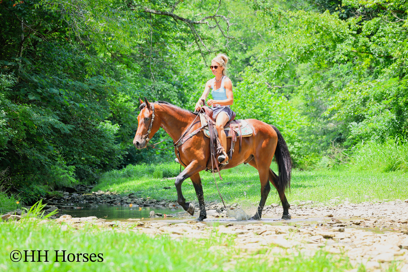 GENTLE, WELL MANNERED, VERSATILE, AND FUN BAY FRIESIAN MORGAN CROSS GELDING, RIDES AND DRIVES