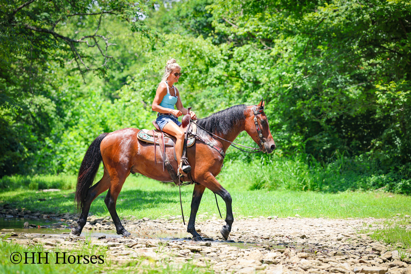 GENTLE, WELL MANNERED, VERSATILE, AND FUN BAY FRIESIAN MORGAN CROSS GELDING, RIDES AND DRIVES