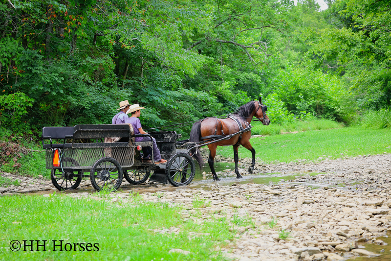 GENTLE, WELL MANNERED, VERSATILE, AND FUN BAY FRIESIAN MORGAN CROSS GELDING, RIDES AND DRIVES
