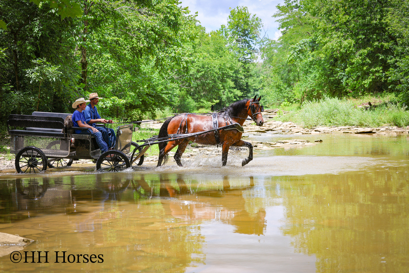 GENTLE, WELL MANNERED, VERSATILE, AND FUN BAY FRIESIAN MORGAN CROSS GELDING, RIDES AND DRIVES