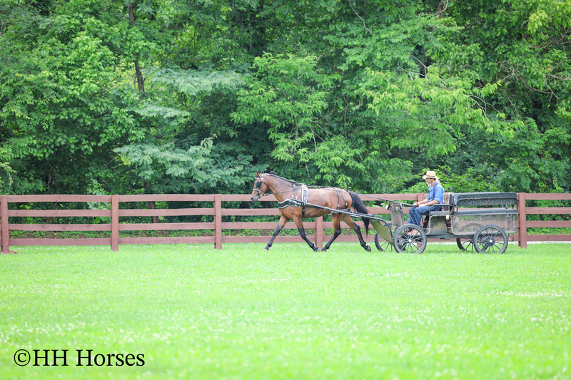 GENTLE, WELL MANNERED, VERSATILE, AND FUN BAY FRIESIAN MORGAN CROSS GELDING, RIDES AND DRIVES