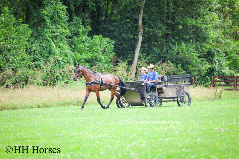 GENTLE, WELL MANNERED, VERSATILE, AND FUN BAY FRIESIAN MORGAN CROSS GELDING, RIDES AND DRIVES