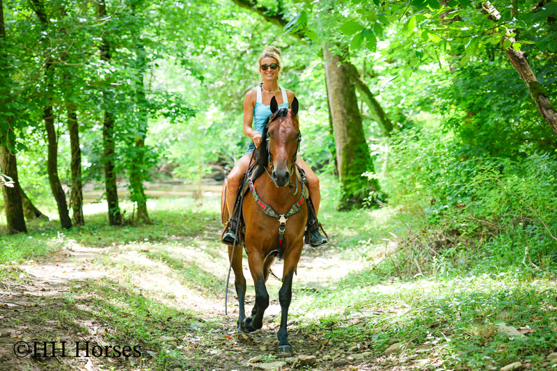 GENTLE, WELL MANNERED, VERSATILE, AND FUN BAY FRIESIAN MORGAN CROSS GELDING, RIDES AND DRIVES