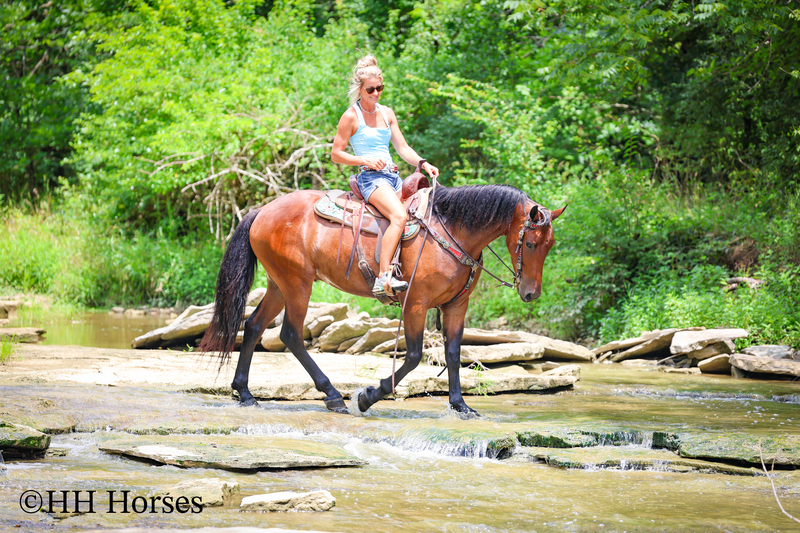 GENTLE, WELL MANNERED, VERSATILE, AND FUN BAY FRIESIAN MORGAN CROSS GELDING, RIDES AND DRIVES