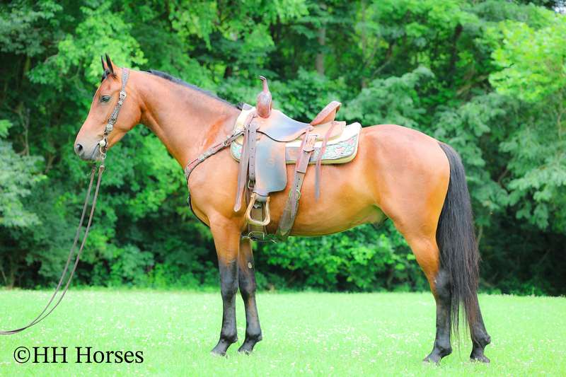 GENTLE, WELL MANNERED, VERSATILE, AND FUN BAY FRIESIAN MORGAN CROSS GELDING, RIDES AND DRIVES
