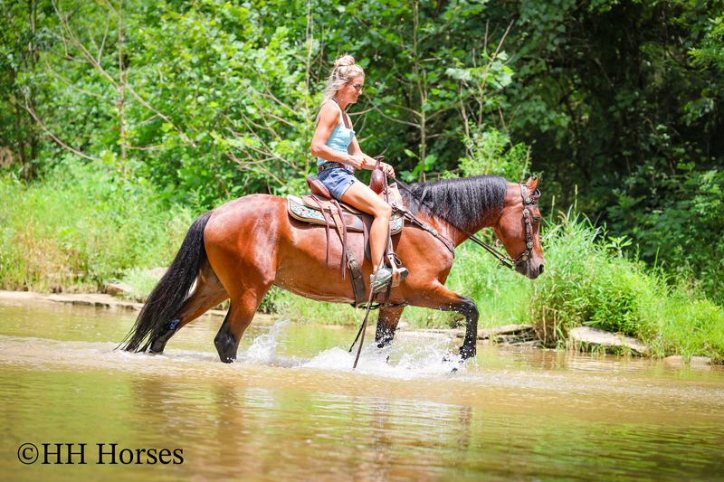 GENTLE, WELL MANNERED, VERSATILE, AND FUN BAY FRIESIAN MORGAN CROSS GELDING, RIDES AND DRIVES