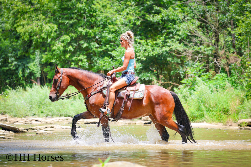 GENTLE, WELL MANNERED, VERSATILE, AND FUN BAY FRIESIAN MORGAN CROSS GELDING, RIDES AND DRIVES
