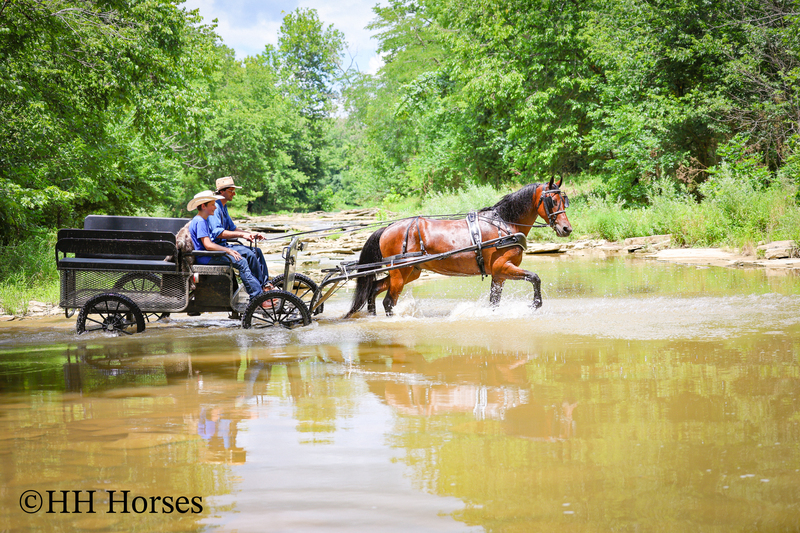 GENTLE, WELL MANNERED, VERSATILE, AND FUN BAY FRIESIAN MORGAN CROSS GELDING, RIDES AND DRIVES