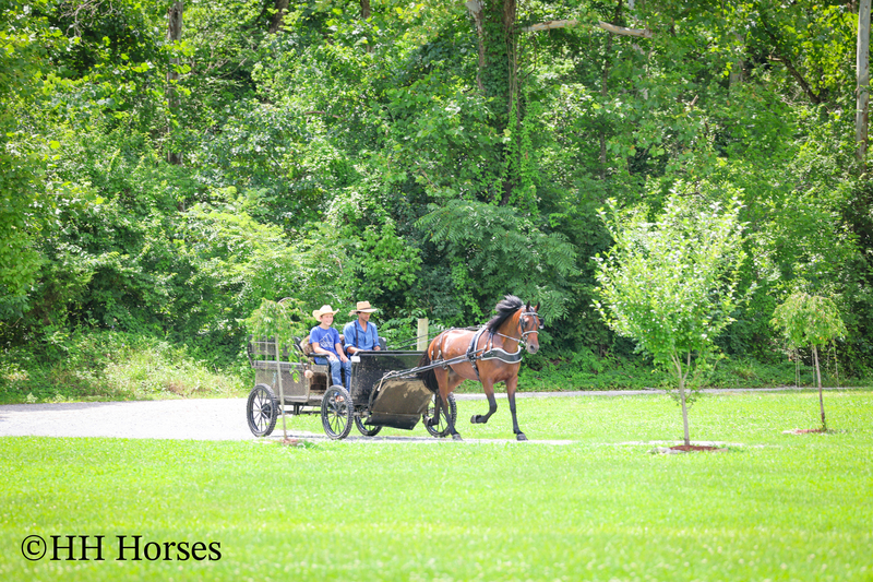 GENTLE, WELL MANNERED, VERSATILE, AND FUN BAY FRIESIAN MORGAN CROSS GELDING, RIDES AND DRIVES