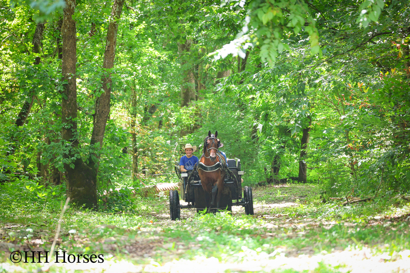 GENTLE, WELL MANNERED, VERSATILE, AND FUN BAY FRIESIAN MORGAN CROSS GELDING, RIDES AND DRIVES