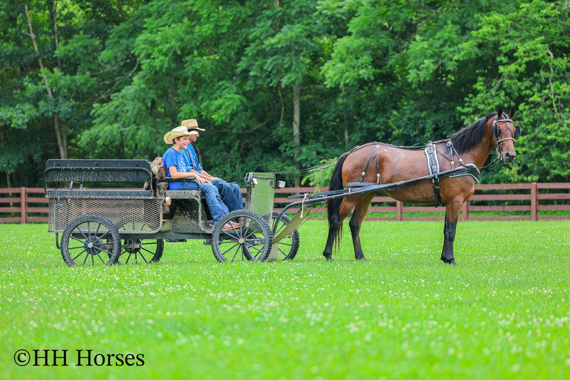 GENTLE, WELL MANNERED, VERSATILE, AND FUN BAY FRIESIAN MORGAN CROSS GELDING, RIDES AND DRIVES