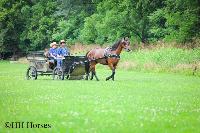 GENTLE, WELL MANNERED, VERSATILE, AND FUN BAY FRIESIAN MORGAN CROSS GELDING, RIDES AND DRIVES