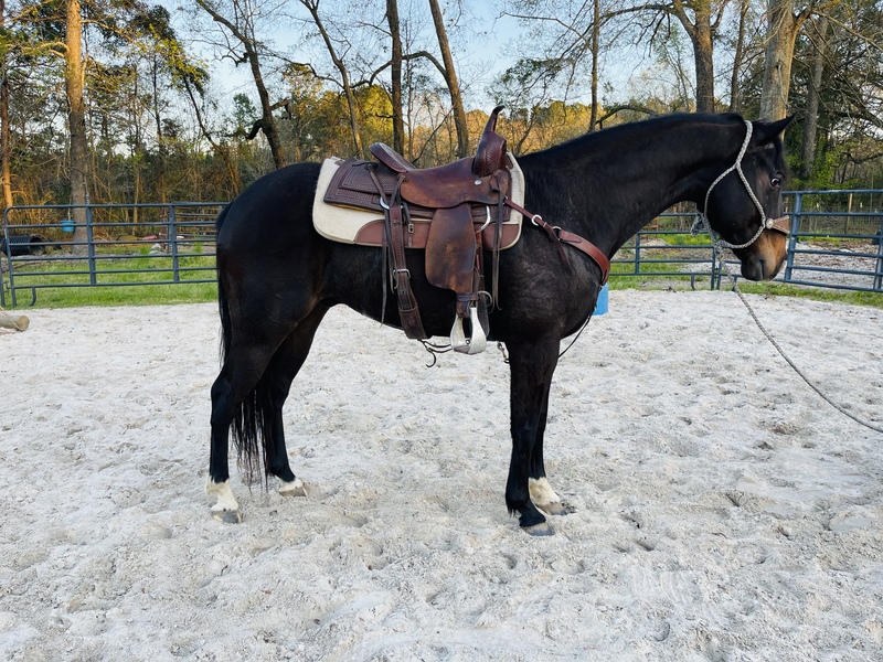 AQHA IM Law Down Athletic Eager to Please