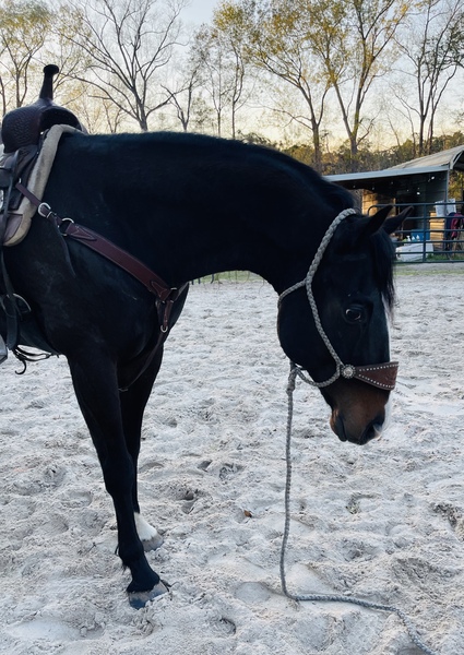 AQHA IM Law Down Athletic Eager to Please