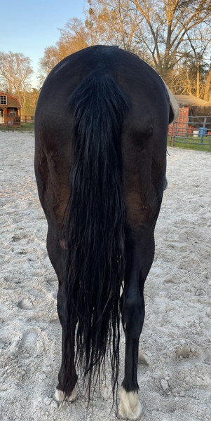 AQHA IM Law Down Athletic Eager to Please