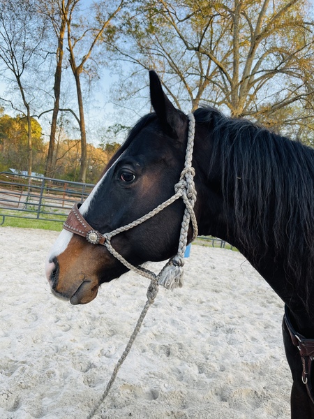 AQHA IM Law Down Athletic Eager to Please