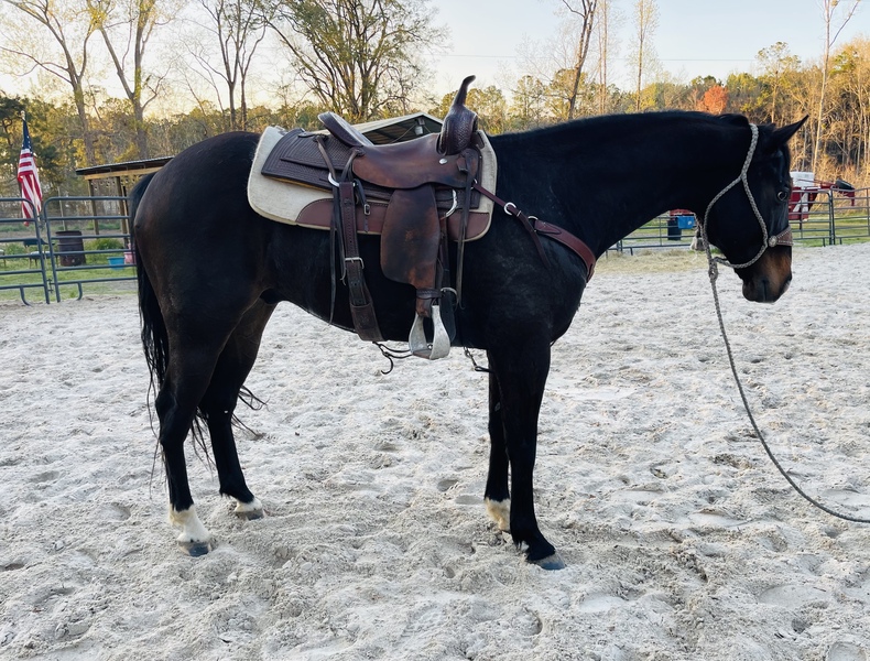 AQHA IM Law Down Athletic Eager to Please