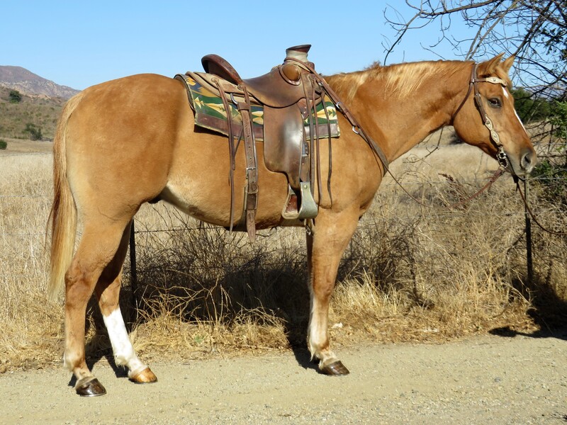 9 YEAR OLD 15.2 HAND RED DUNN GELDING **VIDEO**