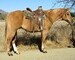 9 YEAR OLD 15.2 HAND RED DUNN GELDING **VIDEO**