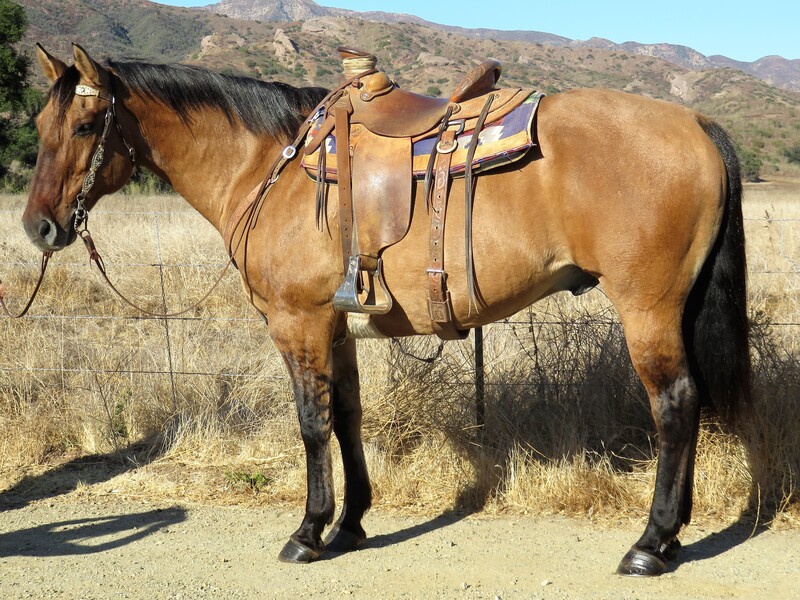 8 YEAR OLD 15.3 HAND DUNN GELDING **VIDEO**SOLD**