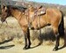 8 YEAR OLD 15.3 HAND DUNN GELDING **VIDEO**SOLD**
