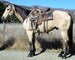 11 YEAR OLD 15.3 HAND BUCKSKIN GELDING **SOLD**