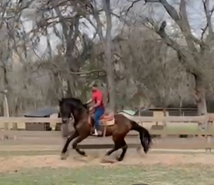 Black Bay Andalusian Gelding under saddle Durango de Maria