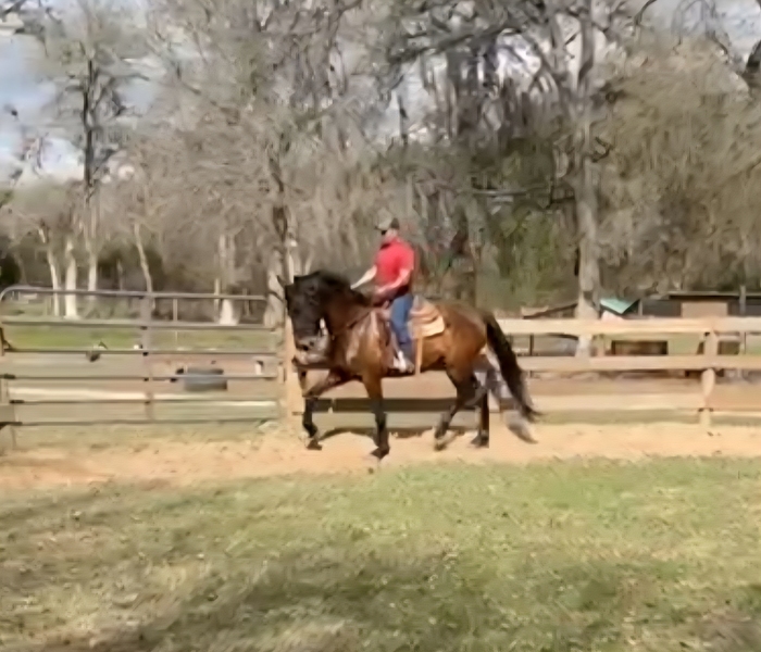 Black Bay Andalusian Gelding under saddle Durango de Maria