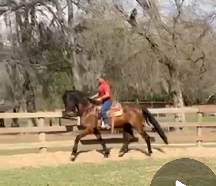Black Bay Andalusian Gelding under saddle Durango de Maria