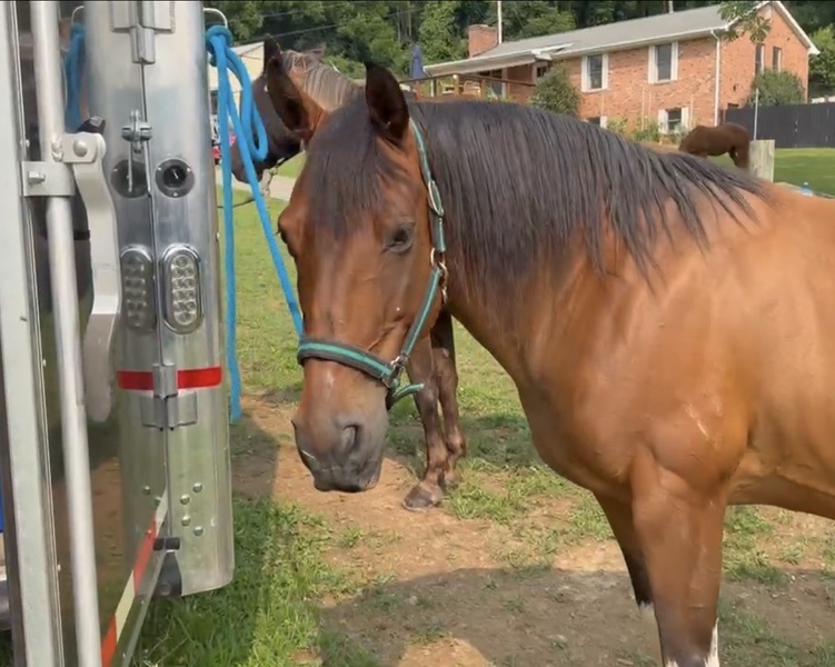 14.2 Fun To Ride Trail Horse 