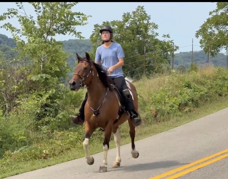 14.2 Fun To Ride Trail Horse 